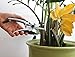 TABOR TOOLS Pruning Shears, Florist Scissors, Multi-Tasking Garden Snips for Arranging Flowers, Trimming Plants and Harvesting Herbs, Fruits or Vegetables. K18A. (Straight, Japanese Style Blades) thumb 3