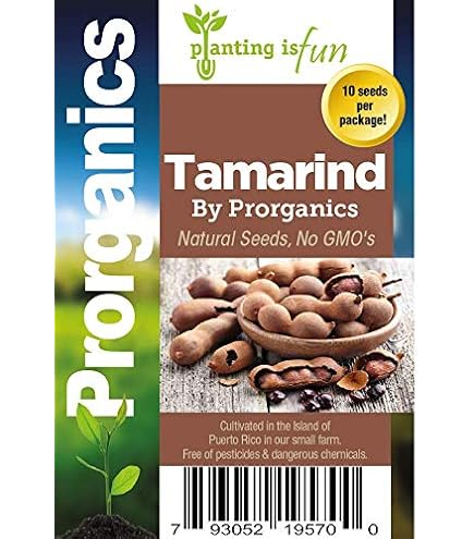 Amazon.com : Tamarind Seeds for Planting Grow Organic Florida Product of  USA NEW Seeds (30) : Patio, Lawn & Garden