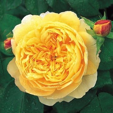 David Austin English Roses Charles Darwin