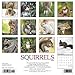 Squirrels 2020 Wall Calendar