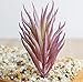 Dutch Brook 5 Pcs Purple Simulation Succulents Artificial Cactus Plants for Home Office Garden Decor (Sent Randomly)