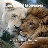 Lions and Lioness 8.5 X 8.5 Calendar September 2019 -December 2020: Monthly Calendar with U.S./UK/ C by