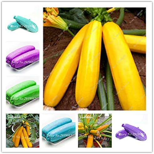 HONIC Vegetal Chino Calabaza Calabaza Bonsais 20 Piezas de Alta ...