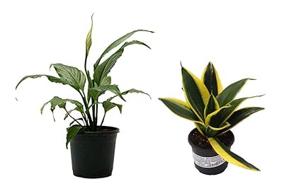CAPPL Plastic Plant with Pot,, 2 Live Plants, Pots, Fertilizer Pouch