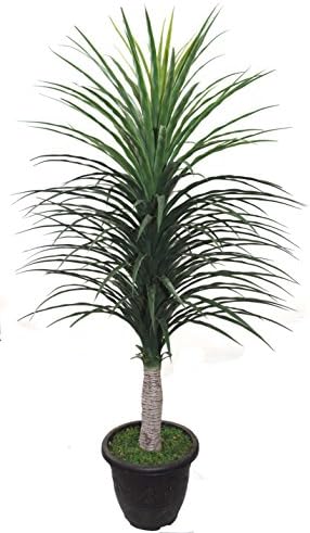 Fourwalls Decorative Artificial Nolina Floor Plant (150 cm)