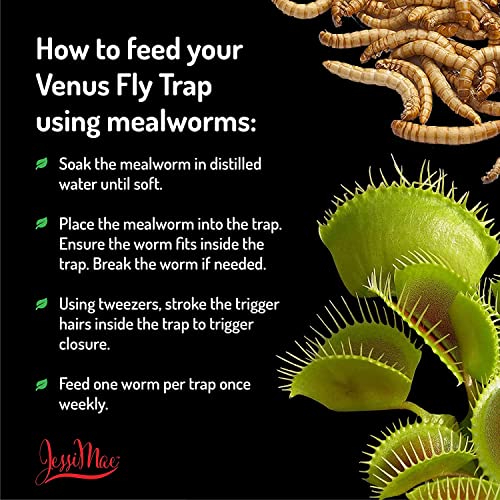 Jessi Mae - Freeze Dried Mealworms - Natural Protein Meal Supplement