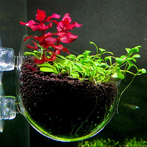21sandwhick Fish Tank Pot, Mini Wall Mount Aquarium Fish Tank aquatics