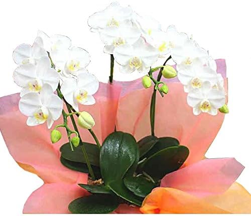 Amazon Co Jp 花 胡蝶蘭 アマビリス 白 ミディ3本立て鉢植え 観葉植物 おもちゃ