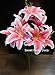 Sweet Home Deco 22’’ Silk Stargazer Lily Artificial Flower Bouquet (7 Flower Heads) Home/Wedding Decoration (Pink)