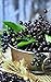 Notebook: elder elderberries berries juice fruits 5