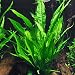 Java Fern Bare Root | Microsorum Pteropus - Low Light Freshwater Aquarium Plant