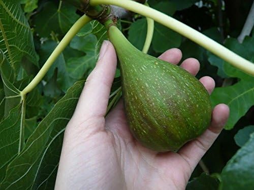 10 CUTTINGS of Desert King FIG Tree, Hardy Tree, Super Sweet Fruit, Fast Growing