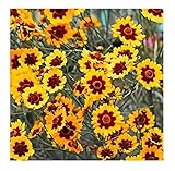 David's Garden Seeds Flower Coreopsis Plains SL1292