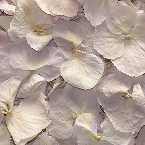 2 Litre of Antique Parchment Freeze Dried Hydrangea Petals