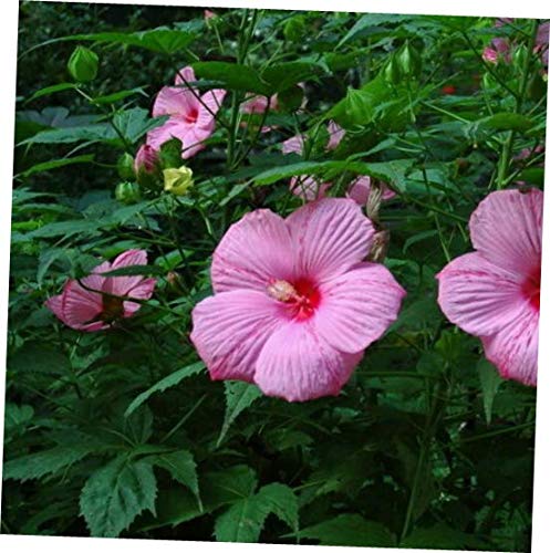 KZA 10 Seeds Hibiscus moscheutos 'Peppermint Schnapps' Rose Mallow - RK177