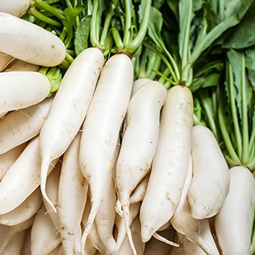 Outsidepride Daikon Radish AKA Chinese, Japanese, Or Oriental Radish