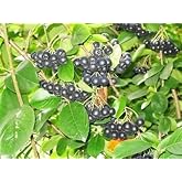 50 BLACK CHOKEBERRY Aronia Melanocarpa White Flower Shrub Seeds