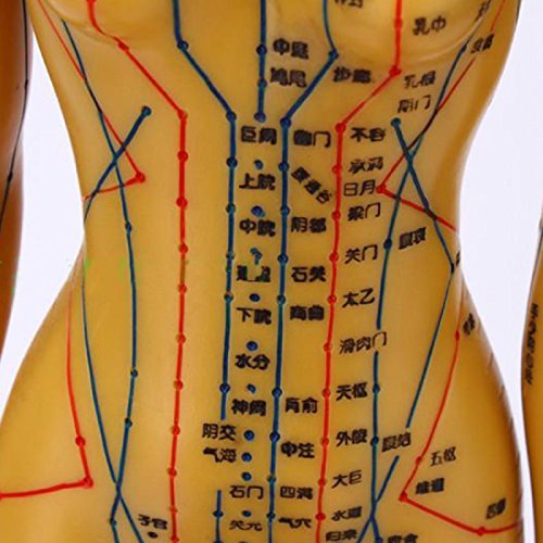 Tinsay Meridian Acupuncture Model With Base Human Acupuncture Anatomical Model with Acupuncture Points, Bronze Color Male Female 19" - Thumbnail 4