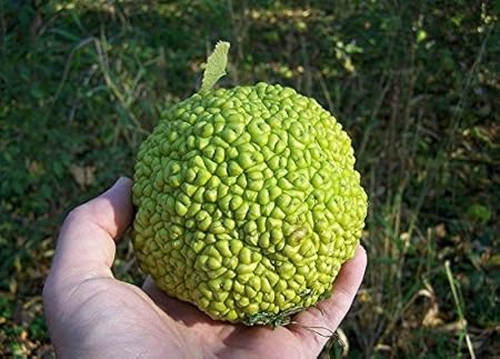 10 Hedge Apple Seeds Osage Orange Horse 