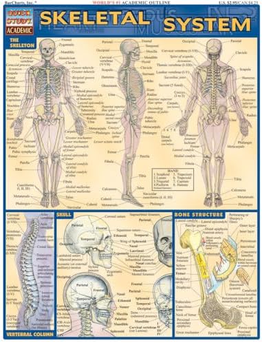 Nervous System (Quick Study Academic): BarCharts, Inc
