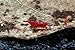 Live Freshwater Aquarium Shrimp Neocaridina (Bloody Mary (10 Pack))