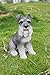 Hi-Line Gift Ltd. 87983S-GY Animal Statue