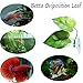 CousDUoBe 2 Pack Betta Fish Leaf Pad Improves Betta’s Health by Simulating The Natural Habitat – Natural, Organic, Comfortable Rest Area for Fish Aquariumthumb 3