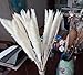 DongArts Natural Dried Pampas Grass, Phragmites Communis,Wedding Flower Bunch, 23” Tall for Home Decor (White)