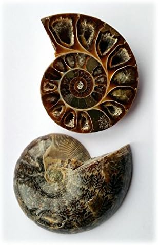 Ammonite Fossils - Cut and Polished Fossils Collectors Items (medium pair 1)