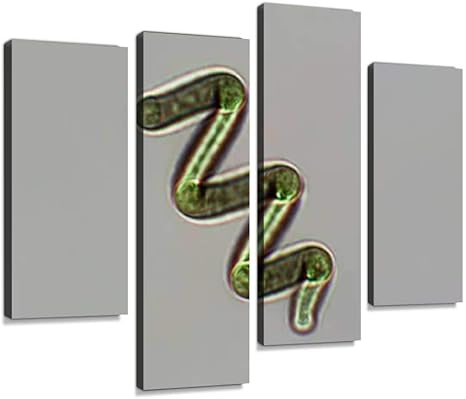 Amazon Com Yking1 Spirulina Algae Under Microscopic View Microscope S And Pictures Wall Art Painting Pictures Print On Canvas Stretched Framed Artworks Modern Hanging Posters Home Decor 4panel Posters Prints