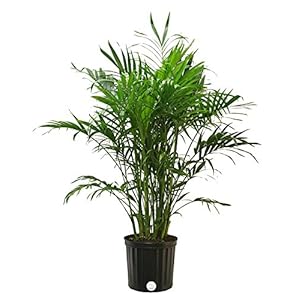 Costa Farms Cat Palm Chamaedorea cataractarum Live Plant, 3-Feet Tall, 3-Foot, Green