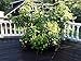 3ft X 3ft Victory 8 EZ-GRO MD SQ Raised Bed AeroFlow Proprietary Fabric Grow Your OWN No Assembly