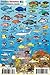 Bahamas Reef Creatures Identification Waterproof Fish Card 4