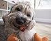 goDog Checkers Fat Rooster Squeaky Plush Dog Toy, Chew Guard Technology - White, Small
