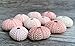 Nautical Crush Trading Sea Urchins Shells for Air Plants - 10 Pink (1-2