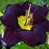 Purple Daylily Bela Lugosi - 1 Healthy Bare Root Hemerocallis Plant - 2/3 fans Ships from USA!