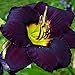 Purple Daylily Bela Lugosi - 1 Healthy Bare Root Hemerocallis Plant - 2/3 fans Ships from USA!