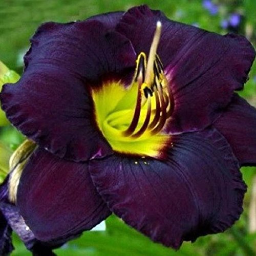 Purple Daylily Bela Lugosi - 1 Healthy Bare Root Hemerocallis Plant - 2/3 fans Ships from USA! Purple Daylily Bela Lugosi - 1 Healthy Bare Root Hemerocallis Plant - 2/3 fans Ships from USA!
