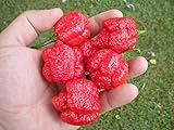 Trinidad Scorpion Moruga 20 Seeds by Pepper Gardeners