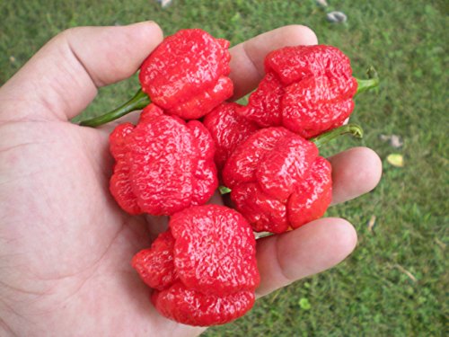 Trinidad Scorpion Moruga 20 Seeds by Pepper Gardeners Trinidad Scorpion Moruga 20 Seeds by Pepper Gardeners