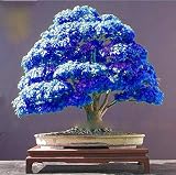 Rare Purple Blue Ghost Japanese Maple Tree Seeds, (Acer Palatum), Bonsai Flower Tree Seedlings Plant for Home Garden - 10PCS