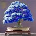 Rare Purple Blue Ghost Japanese Maple Tree Seeds, (Acer Palatum), Bonsai Flower Tree Seedlings Plant for Home Garden - 10PCS