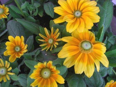 Amazon 花苗 耐寒性宿根草 ルドベキア プレーリーサン 3 5号苗 花