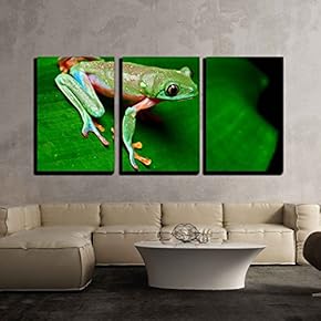 3 Piece Canvas Wall Art - Tropical Frog on Leaf in Rain Forest of Costa Rica - Modern Home Art Stretched and Framed Ready to Hang - 16"x24"x3 Panels