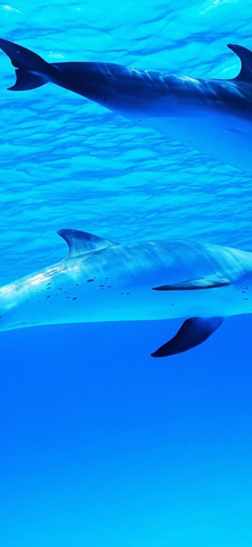 PeelitStickit Dolphin Underwater, Undersea Wall Murals ID-006, vinyl