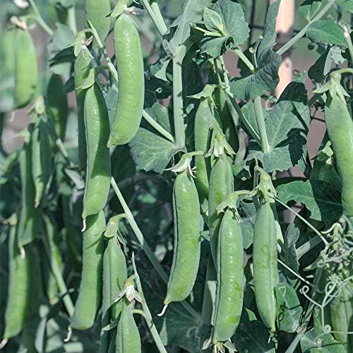 Pea Seeds, High Yielding, Fast Growing Climbing Plants, Long Cropping Season, Tasty Edible Peas, Kitchen Gardens & Allotments - Image 3