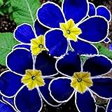 Move on 100Pcs Rare Blue Evening Primrose Seeds for Planting