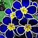 Move on 100Pcs Rare Blue Evening Primrose Seeds for Planting