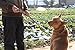 Moonpet Soft and Extra Strong Durable Real Genuine Full Grain Leather Dog Training Leash Lead - Premium Heavy Duty 4 ft x 0.10'' - Best for Medium Large X-Large Dogs Walking Running-Light Brown