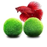 Luffy Betta Balls : Live Round-Shaped Marimo Plant : Natural Toys for Betta Fish : Aquarium Safe